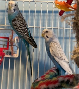 birds for adoption