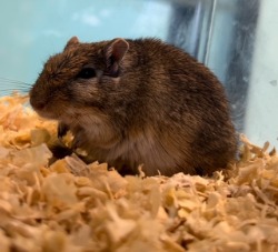 gerbil for adoption