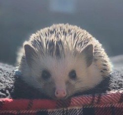 hedgehog for adoption