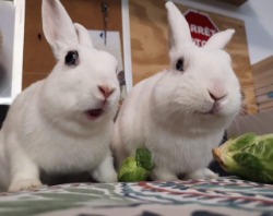 rabbits for adoption