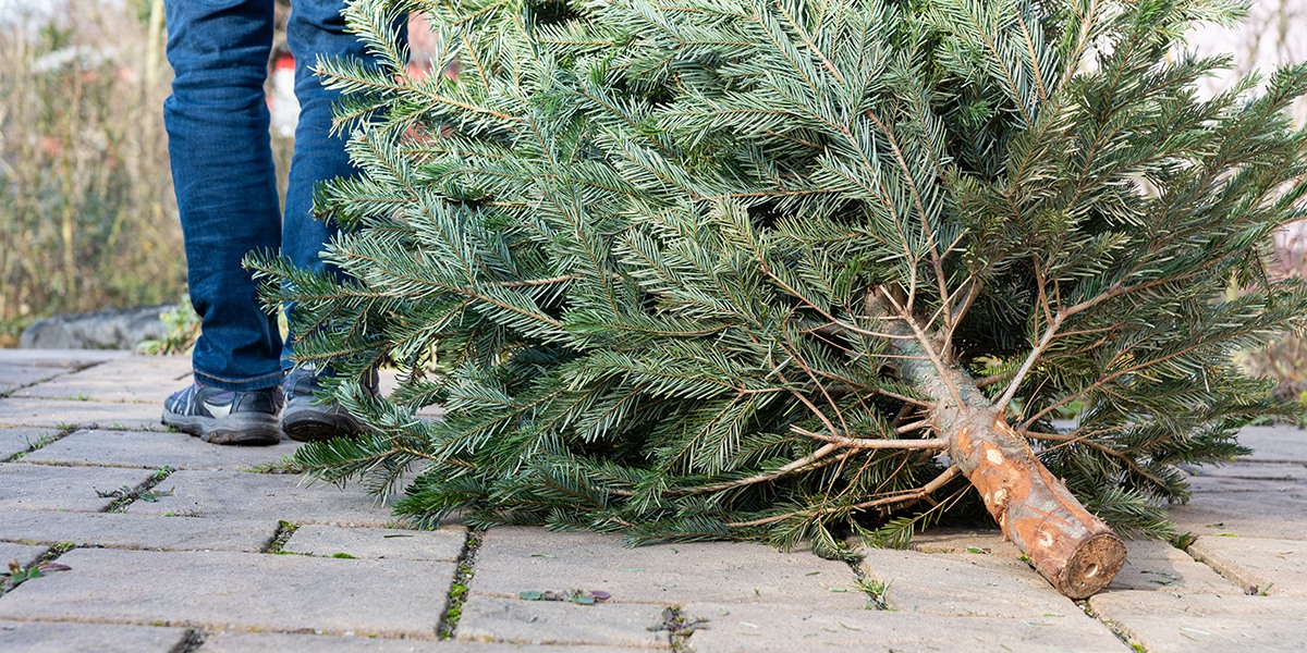 A person dragging a Christmas tree to the curb.