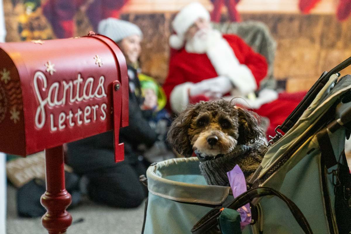 Dog with Santa