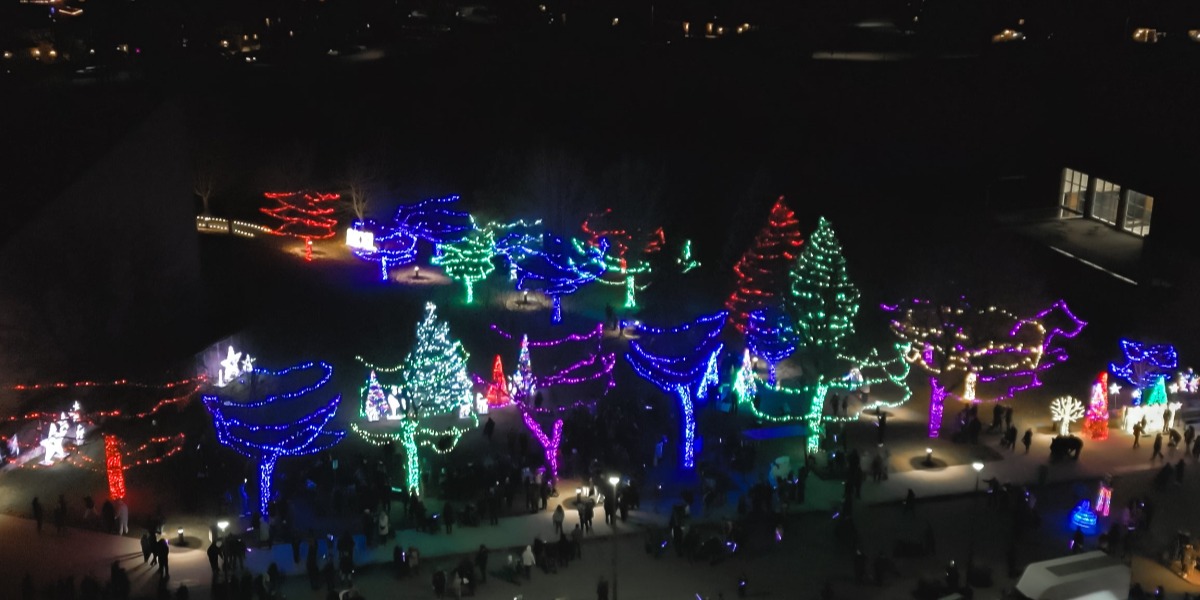 Lights on trees in park